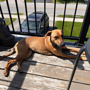 Meet your Posher, Audrey